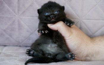 Fekete brit rövidszőrű cica