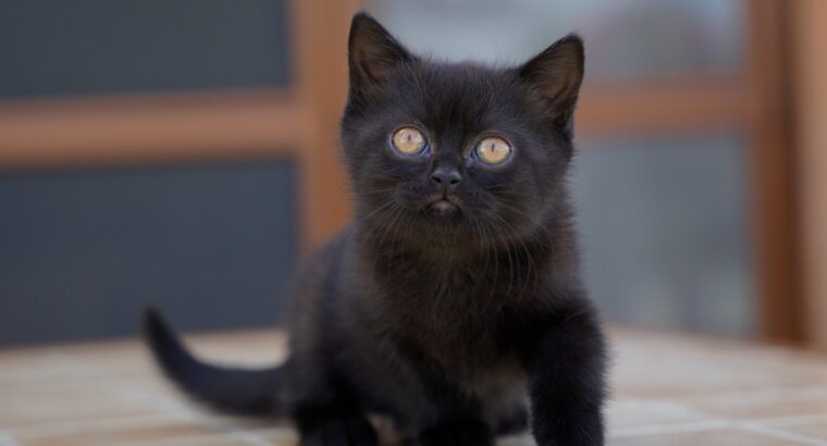 Fekete brit rövidszőrű cica