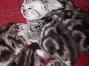 Brit rövid szőrű ,ezüst-fekete tabby kiscicák .