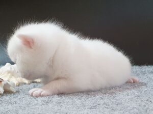 Fehér brit rövidszőrű kandúr cica
