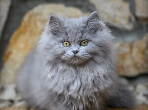 Eladók gyönyörű perzsa cicák!
